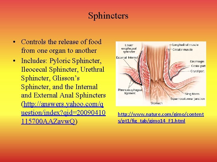 Sphincters • Controls the release of food from one organ to another • Includes: