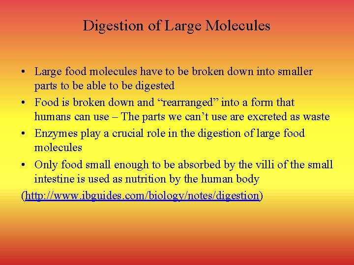 Digestion of Large Molecules • Large food molecules have to be broken down into