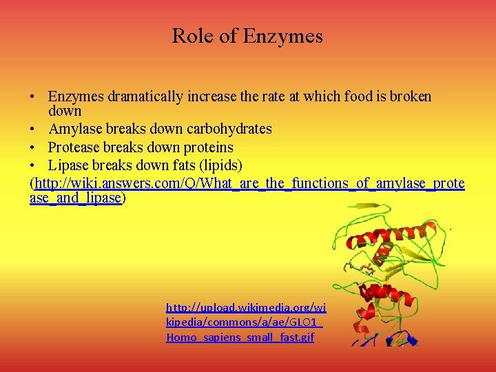Role of Enzymes • Enzymes dramatically increase the rate at which food is broken