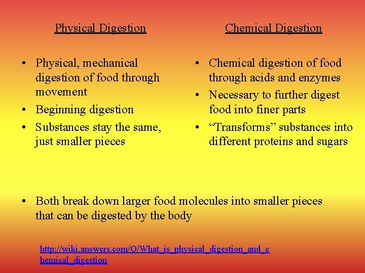 Physical Digestion • Physical, mechanical digestion of food through movement • Beginning digestion •