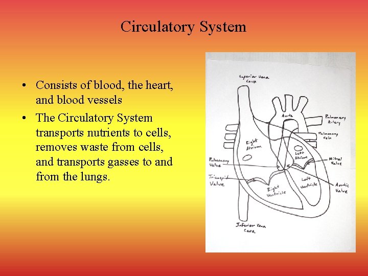 Circulatory System • Consists of blood, the heart, and blood vessels • The Circulatory