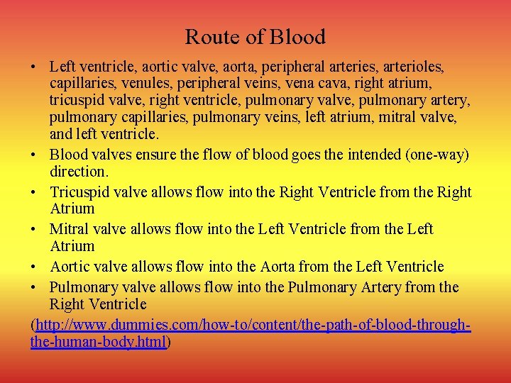 Route of Blood • Left ventricle, aortic valve, aorta, peripheral arteries, arterioles, capillaries, venules,