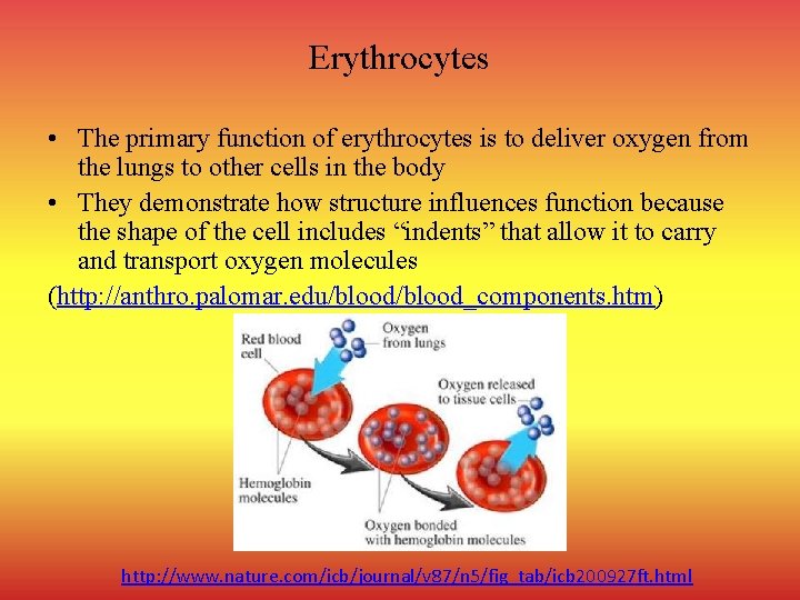 Erythrocytes • The primary function of erythrocytes is to deliver oxygen from the lungs