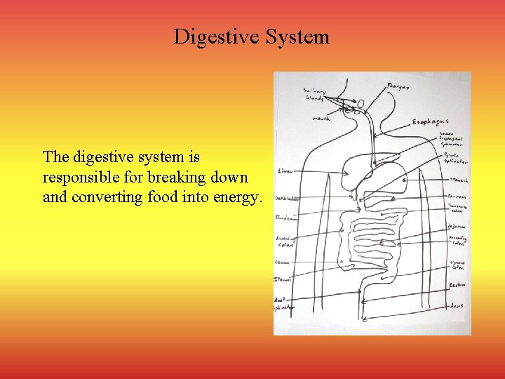 Digestive System The digestive system is responsible for breaking down and converting food into