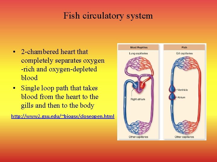 Fish circulatory system • 2 -chambered heart that completely separates oxygen -rich and oxygen-depleted