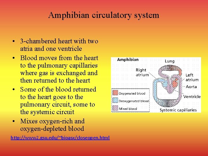 Amphibian circulatory system • 3 -chambered heart with two atria and one ventricle •