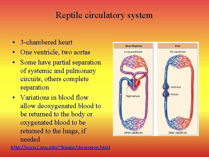 Reptile circulatory system • 3 -chambered heart • One ventricle, two aortas • Some