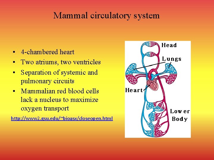 Mammal circulatory system • 4 -chambered heart • Two atriums, two ventricles • Separation
