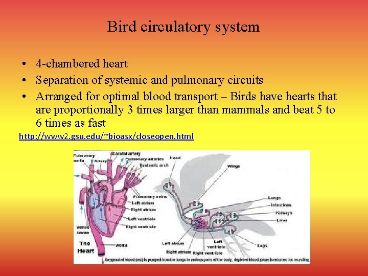 Bird circulatory system • 4 -chambered heart • Separation of systemic and pulmonary circuits