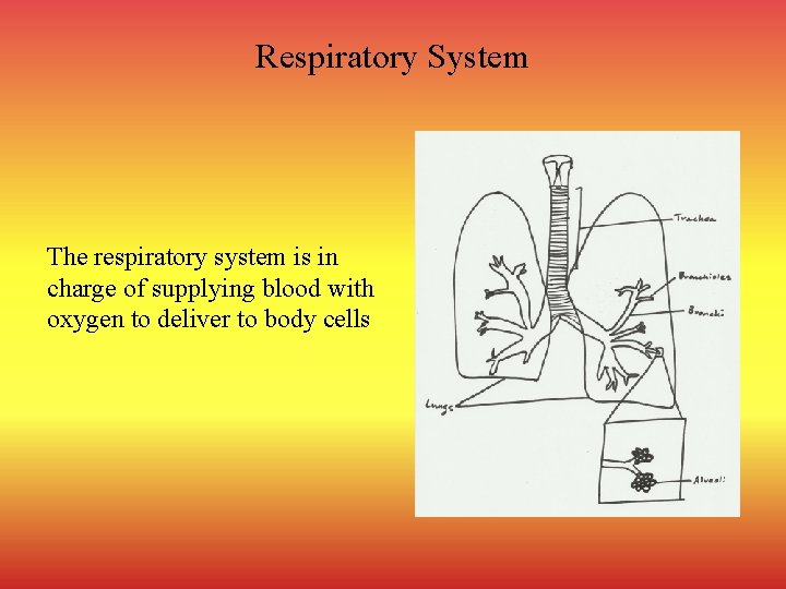 Respiratory System The respiratory system is in charge of supplying blood with oxygen to