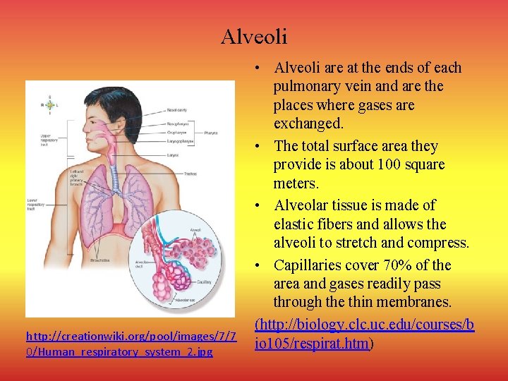 Alveoli http: //creationwiki. org/pool/images/7/7 0/Human_respiratory_system_2. jpg • Alveoli are at the ends of each