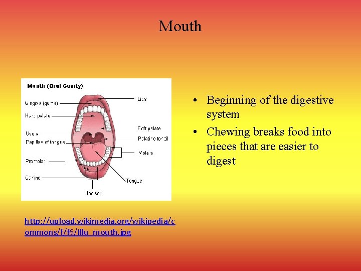 Mouth • Beginning of the digestive system • Chewing breaks food into pieces that