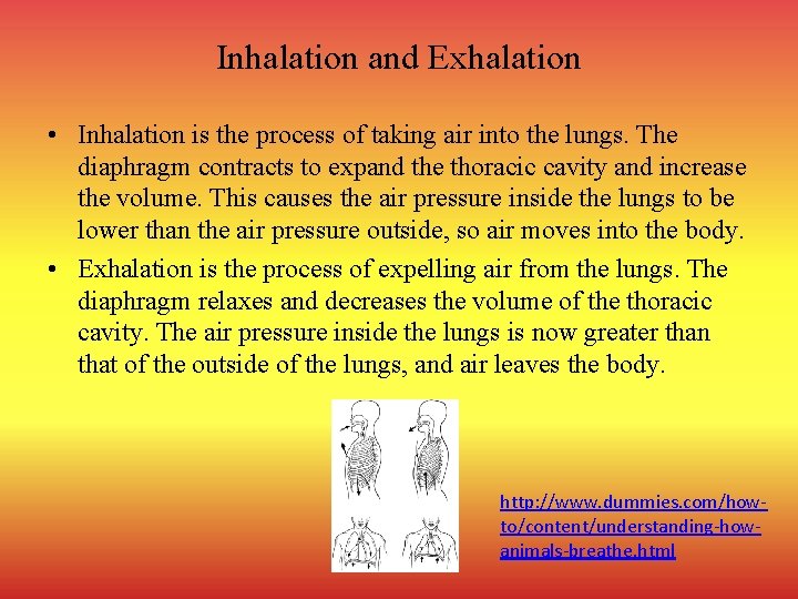 Inhalation and Exhalation • Inhalation is the process of taking air into the lungs.