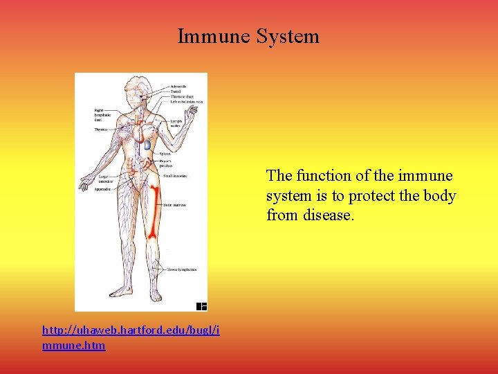 Immune System The function of the immune system is to protect the body from