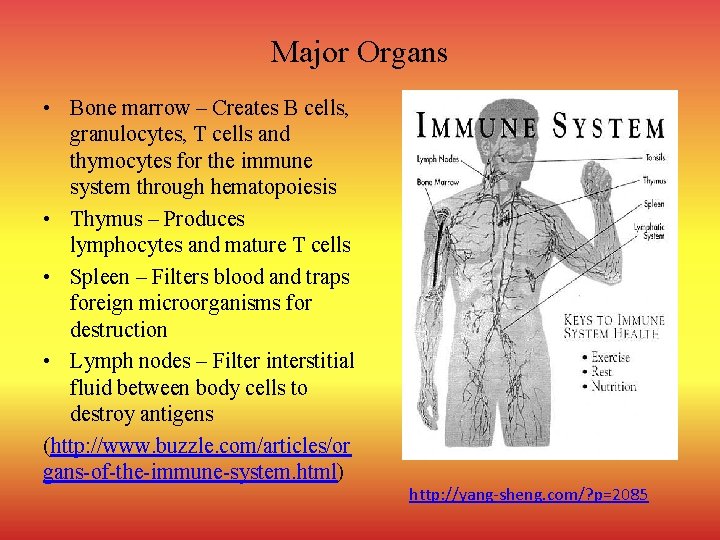 Major Organs • Bone marrow – Creates B cells, granulocytes, T cells and thymocytes