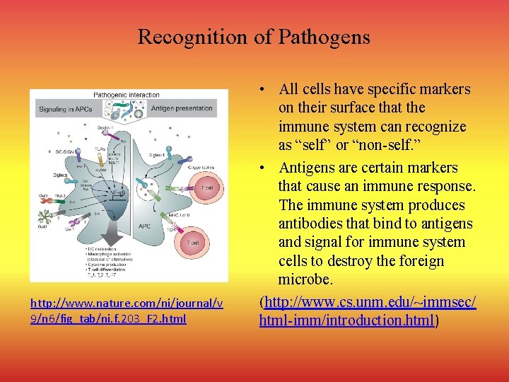Recognition of Pathogens http: //www. nature. com/ni/journal/v 9/n 6/fig_tab/ni. f. 203_F 2. html •