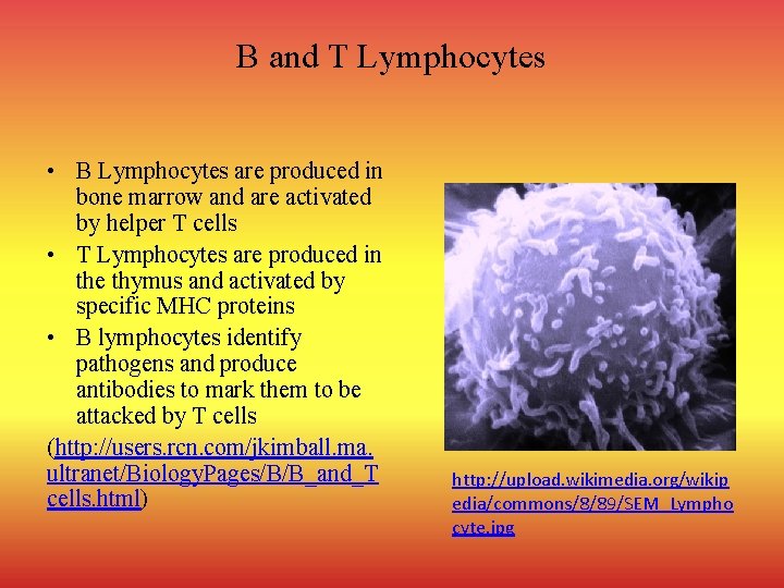 B and T Lymphocytes • B Lymphocytes are produced in bone marrow and are