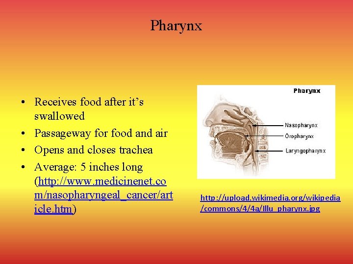 Pharynx • Receives food after it’s swallowed • Passageway for food and air •