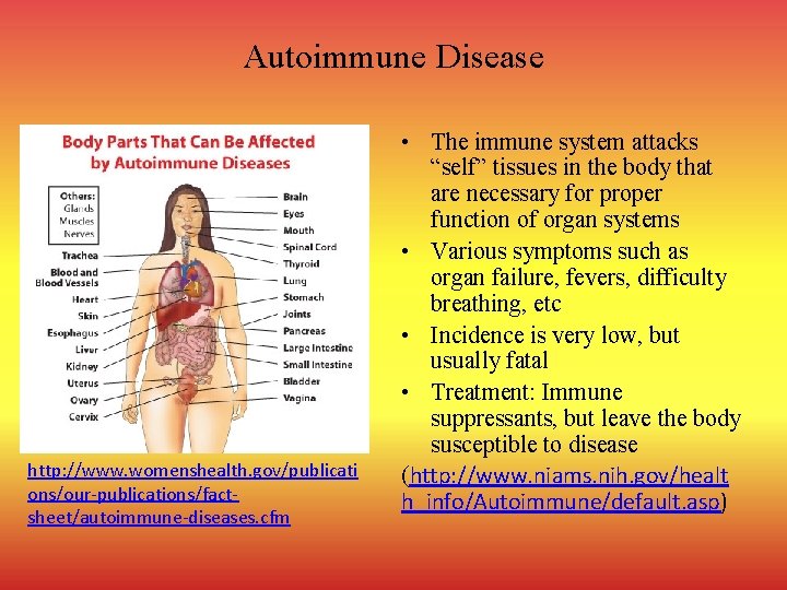 Autoimmune Disease http: //www. womenshealth. gov/publicati ons/our-publications/factsheet/autoimmune-diseases. cfm • The immune system attacks “self”