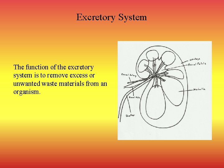 Excretory System The function of the excretory system is to remove excess or unwanted