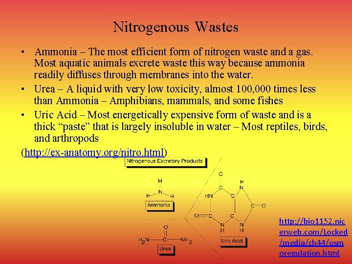 Nitrogenous Wastes • Ammonia – The most efficient form of nitrogen waste and a
