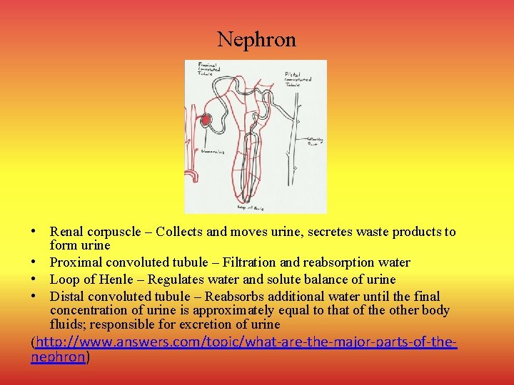 Nephron • Renal corpuscle – Collects and moves urine, secretes waste products to form