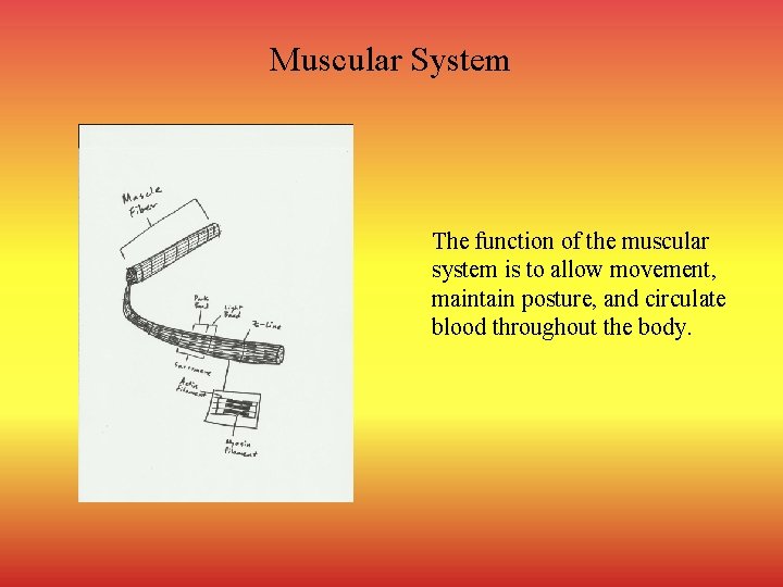 Muscular System The function of the muscular system is to allow movement, maintain posture,