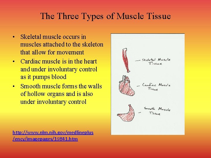The Three Types of Muscle Tissue • Skeletal muscle occurs in muscles attached to