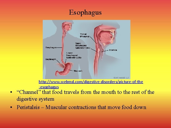 Esophagus http: //www. webmd. com/digestive-disorders/picture-of-the -esophagus • “Channel” that food travels from the mouth