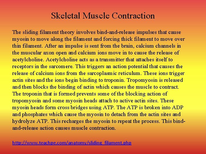 Skeletal Muscle Contraction The sliding filament theory involves bind-and-release impulses that cause myosin to