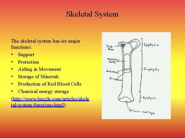 Skeletal System The skeletal system has six major functions: • Support • Protection •