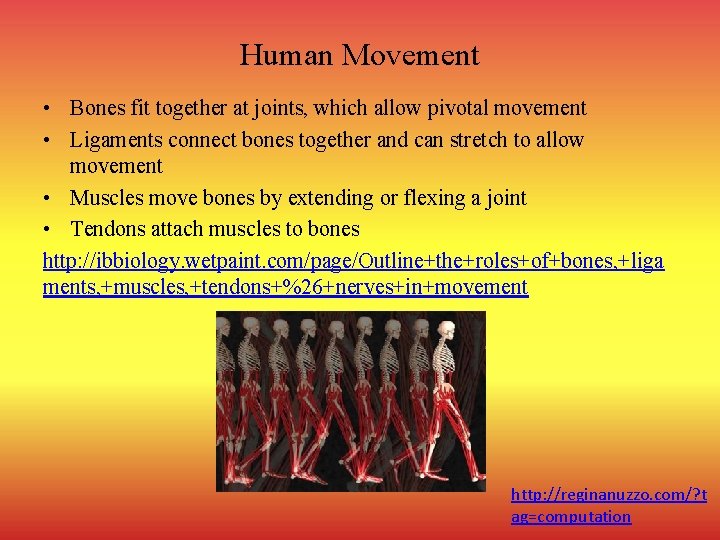 Human Movement • Bones fit together at joints, which allow pivotal movement • Ligaments