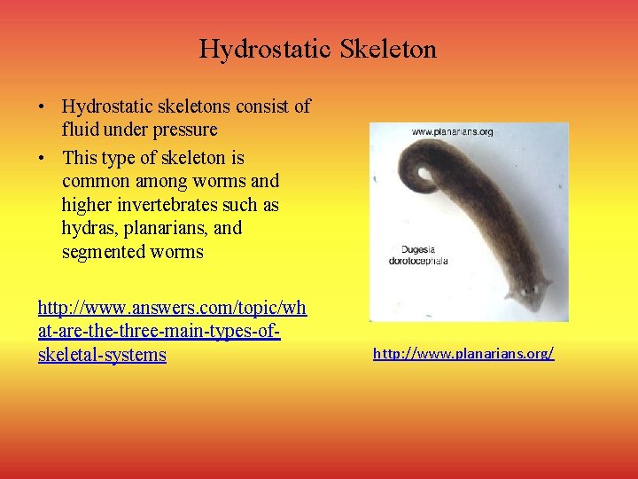 Hydrostatic Skeleton • Hydrostatic skeletons consist of fluid under pressure • This type of