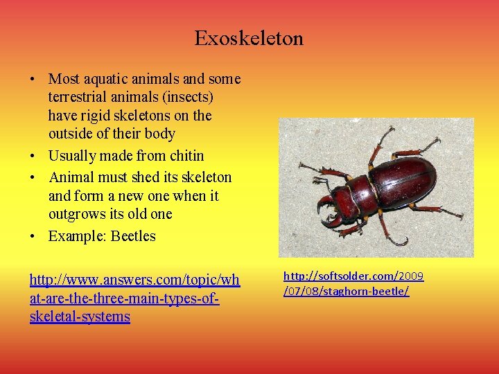 Exoskeleton • Most aquatic animals and some terrestrial animals (insects) have rigid skeletons on