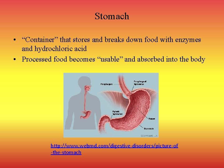Stomach • “Container” that stores and breaks down food with enzymes and hydrochloric acid
