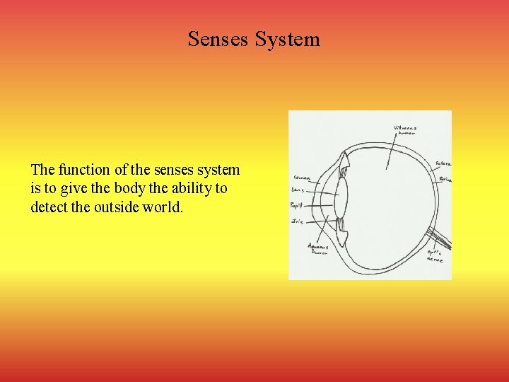 Senses System The function of the senses system is to give the body the