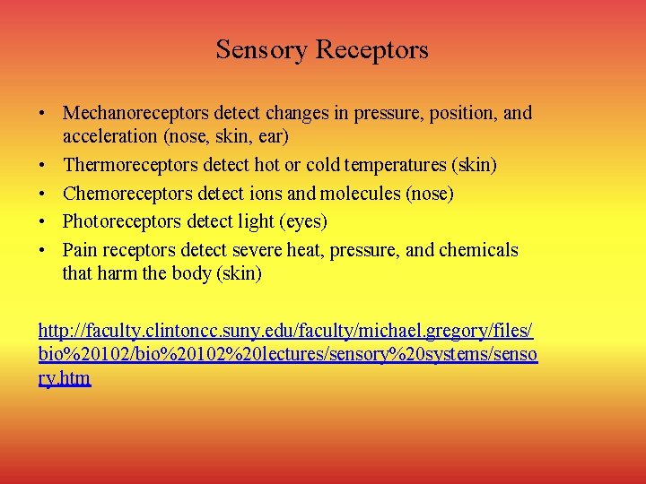 Sensory Receptors • Mechanoreceptors detect changes in pressure, position, and acceleration (nose, skin, ear)