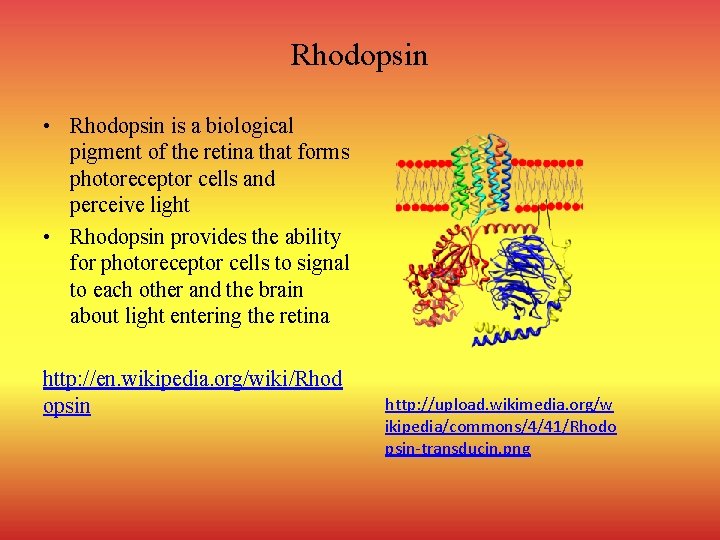 Rhodopsin • Rhodopsin is a biological pigment of the retina that forms photoreceptor cells