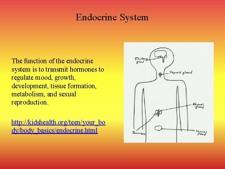 Endocrine System The function of the endocrine system is to transmit hormones to regulate