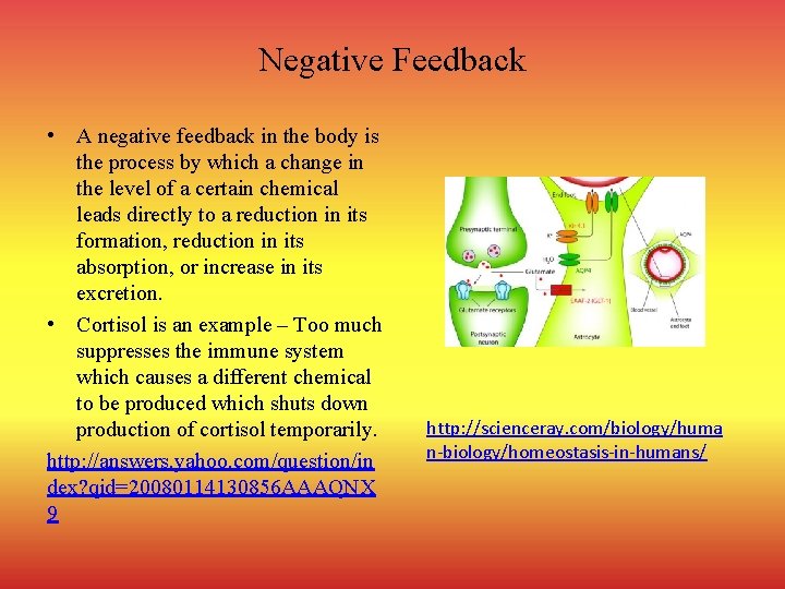 Negative Feedback • A negative feedback in the body is the process by which
