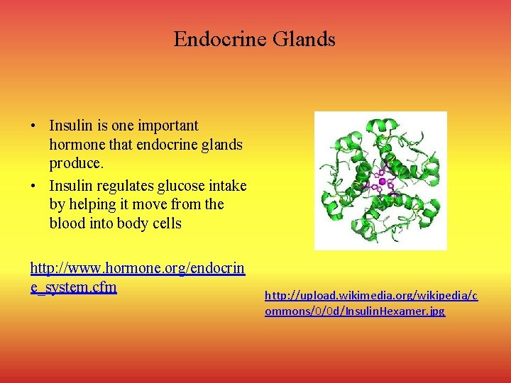 Endocrine Glands • Insulin is one important hormone that endocrine glands produce. • Insulin