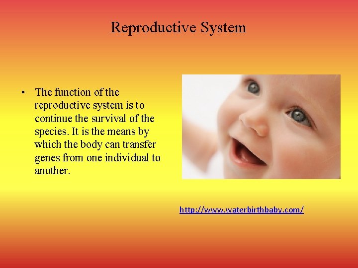 Reproductive System • The function of the reproductive system is to continue the survival