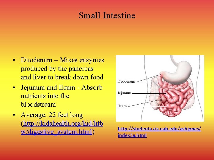 Small Intestine • Duodenum – Mixes enzymes produced by the pancreas and liver to