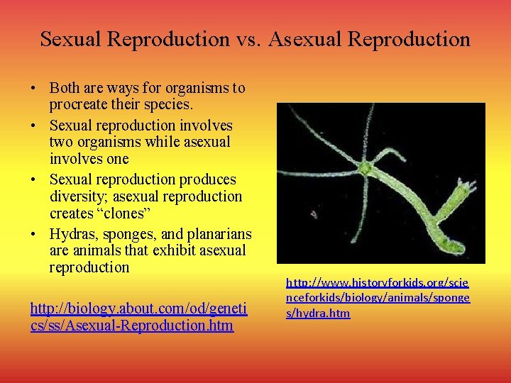 Sexual Reproduction vs. Asexual Reproduction • Both are ways for organisms to procreate their