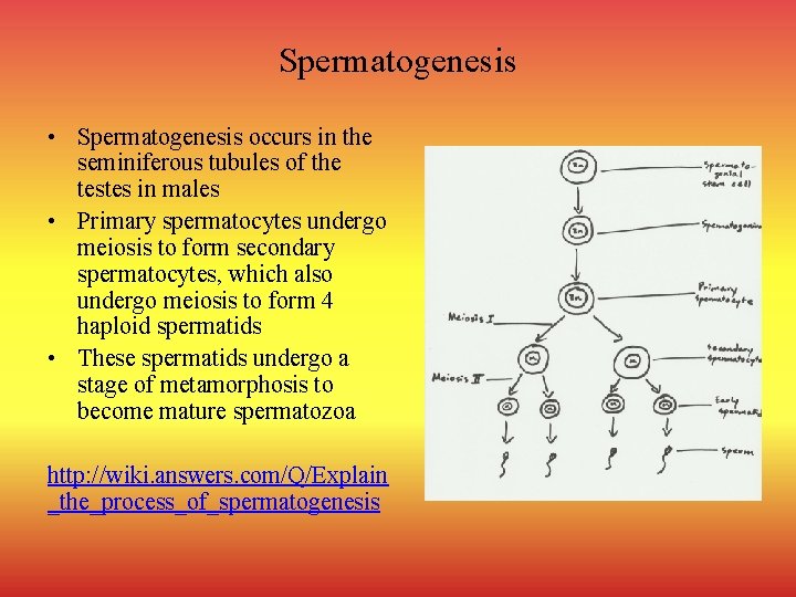 Spermatogenesis • Spermatogenesis occurs in the seminiferous tubules of the testes in males •