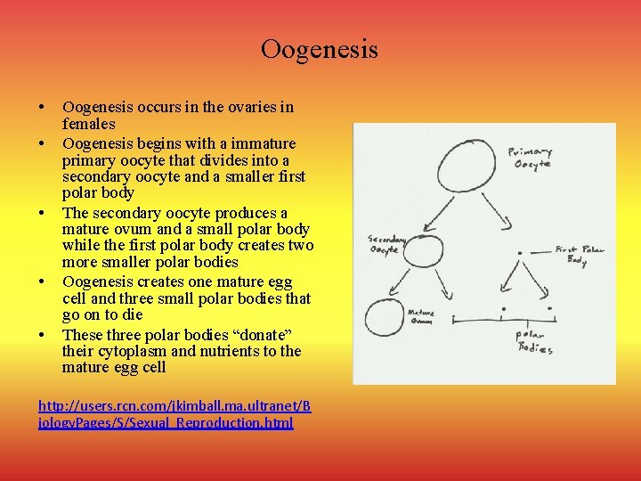 Oogenesis • • • Oogenesis occurs in the ovaries in females Oogenesis begins with