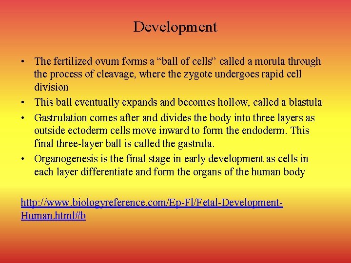 Development • The fertilized ovum forms a “ball of cells” called a morula through