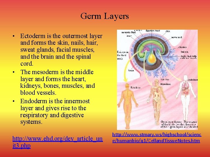 Germ Layers • Ectoderm is the outermost layer and forms the skin, nails, hair,