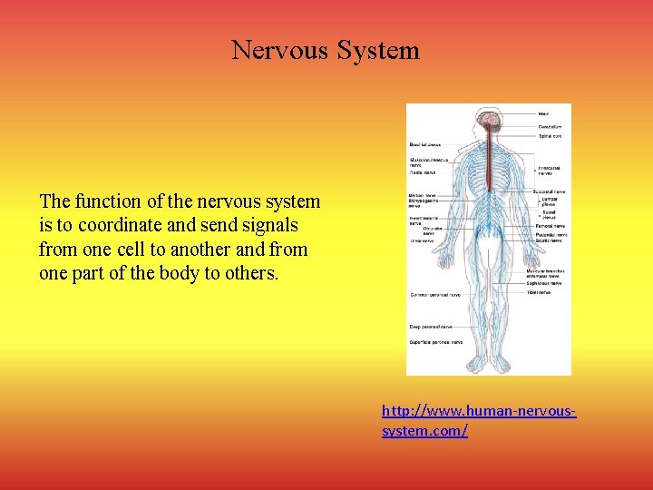 Nervous System The function of the nervous system is to coordinate and send signals