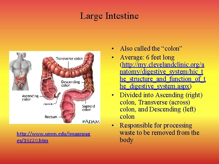 Large Intestine http: //www. umm. edu/imagepag es/19220. htm • Also called the “colon” •